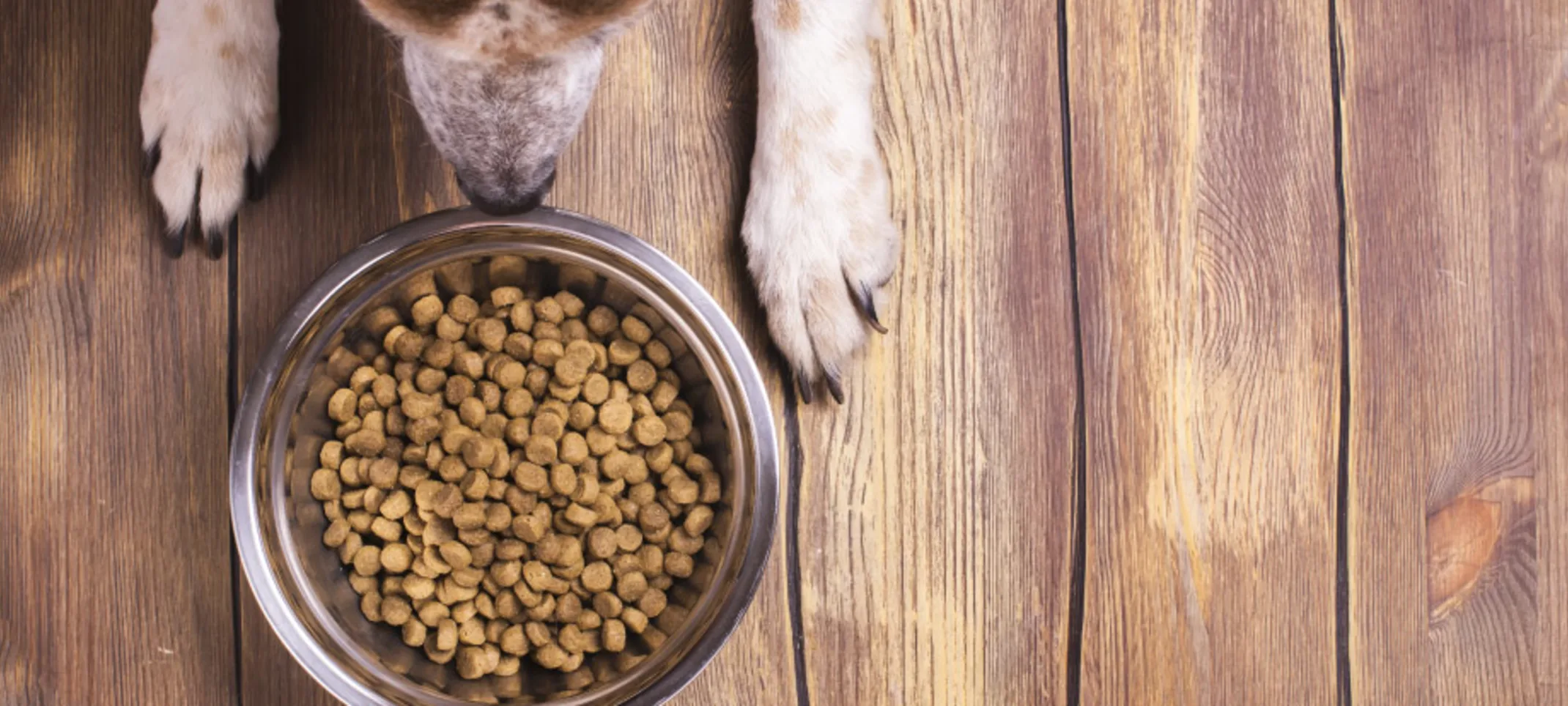 Dog sitting on wooden floor in front of dog bowl